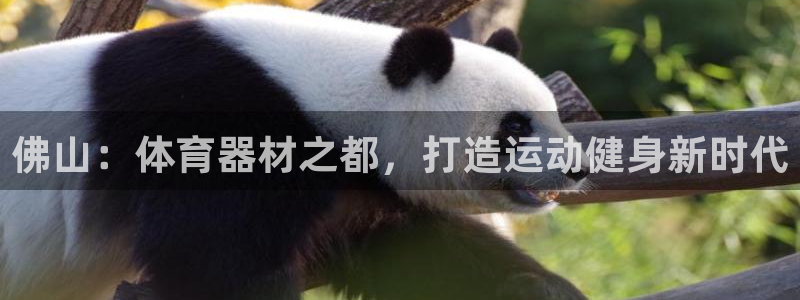 z6尊龙z6